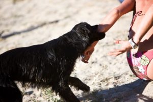 cleveland-dog-training-ckasses-biting