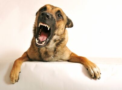 cleveland dog training biting