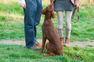 Cleveland Dog Obedience Training